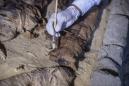 Dozens of cat mummies unearthed in ancient Egyptian tomb