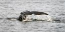 Right whale likely died off Canada after collision with ship: official
