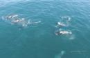 Humpbacks Block Killer Whale Feeding Frenzy in Wild Video