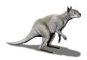 More than 40,000 years ago, giant kangaroos roamed Australia. Their jaws were surprisingly similar to those of pandas, a new study found.