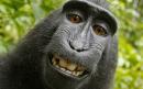 Monkey selfie case settled as British photographer agrees to share royalties with animal charities 