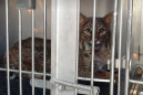 Bobcat rescued after being stuck in a car's grill for miles on Thanksgiving