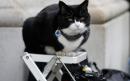 Palmerston, the Foreign Office cat, returns to work after six months off for stress