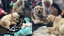 Service Dog Gives Birth to 8 Puppies at Florida Airport Gate