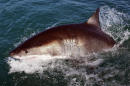 Shark Attacks Surfer's Paddle Board In Cape Cod