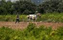 Gaza fields, ravaged by Israeli herbicides, bloom again
