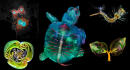 PHOTOS: Fluorescent turtle embryo wins forty-fifth annual Nikon Small World Competition
