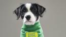 These Pups Rescued From Puerto Rico Are Part Of This Year's Puppy Bowl