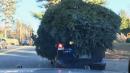 Cops Photograph Car with Massive Christmas Tree Tied to Its Roof