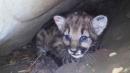 Researchers Find Litter of 4 Mountain Lion Kittens in California Hills