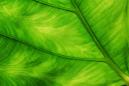 Science décalée : pour retrouver un cadavre, suivez la couleur des feuilles !
