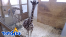 Boy or Girl? Text Alerts to Deliver Gender of April the Giraffe's Calf