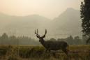 Yosemite National Park Closes Due to Poor Air Quality as Wildfires Continue to Ravage West Coast