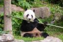 Here's how FedEx will fly giant panda Bei Bei to China via its 'Panda Express'