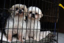 California Will Become First State to Require Pet Stores to Sell Only Rescue Animals