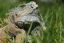 Florida residents urged to kill iguanas 'whenever possible' amid overpopulation fears