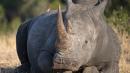 Leroy Brewer: South Africa hunt rhino poaching investigator's killers