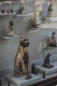 Cat mummies, animal statues discovered in Egypt sarcophagi