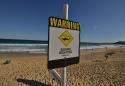 Australia kills four sharks after tourist attacks