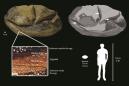 Antarctica's 'deflated football' fossil is world's second-biggest egg