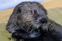 Otters nearly drown large pet dog in group attack