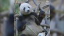 Panda celebrates birthday with bamboo bread cupcakes