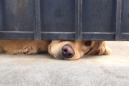 Every day a sweet dog peeks out from under a gate, waiting for his friend