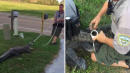 Alligator Restrained by 2 Pairs of Handcuffs After It&apos;s Caught Breaking Into a Home