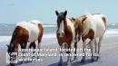 Horse kicks man in groin at popular Maryland beach