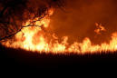 Oklahoma wildfires kill hundreds of cattle, blacken pastures