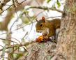 Man Dies from Extremely Rare Disease After Eating Squirrel Brains