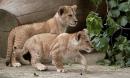 First-Ever Photos Show Wild Lioness Nursing Leopard Cub