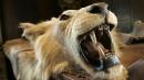 Penned lions still on offer at trophy hunting convention