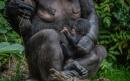Baby chimp born in front of visitors at Chester Zoo
