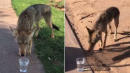 Golfers Offer Thirsty Coyote Some Water as It Walks Up to Them on the Green