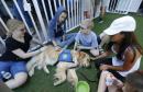 Florida shooting: Meet Jacob the comfort dog, the veteran of mass killings helping victims of America's latest massacre