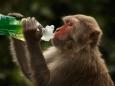 6 monkeys given an experimental coronavirus vaccine from Oxford did not catch COVID-19 after heavy exposure, raising hopes for a human vaccine