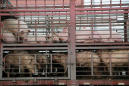 China to overhaul hog sector amid swine fever epidemic: document