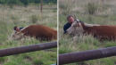 Man Photographed Comforting Mother Cow After She Lost Her Calf During Labor