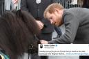 A tiny Shetland pony had a munch on Prince Harry's hand