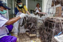 UN: Live animal markets shouldn't be closed despite virus