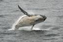 Japan bolts whaling commission, but tensions may ease
