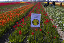 Tiptoe through Dutch tulips? Not in coronavirus crisis