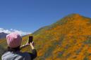Aggressive Instagramming is ruining Southern California's super bloom