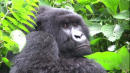Mountain gorillas in Africa on lockdown amid coronavirus