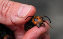 Tracking the 'Murder Hornet': A Deadly Pest Has Reached North America