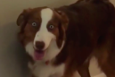 Beautiful Australian Shepherd is high as a kite and doesn't care about anything