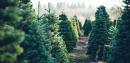 Christmas Tree Farmers In North Carolina Experience Shortage Due To Recession