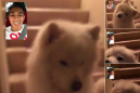 11 good dogs FaceTiming with their humans