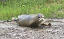 More than 100 seal pups born in the Thames 60 years after the river was declared 'biologically dead'